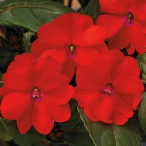 Bild von Impatiens Sun Patiens P13 Scarlet